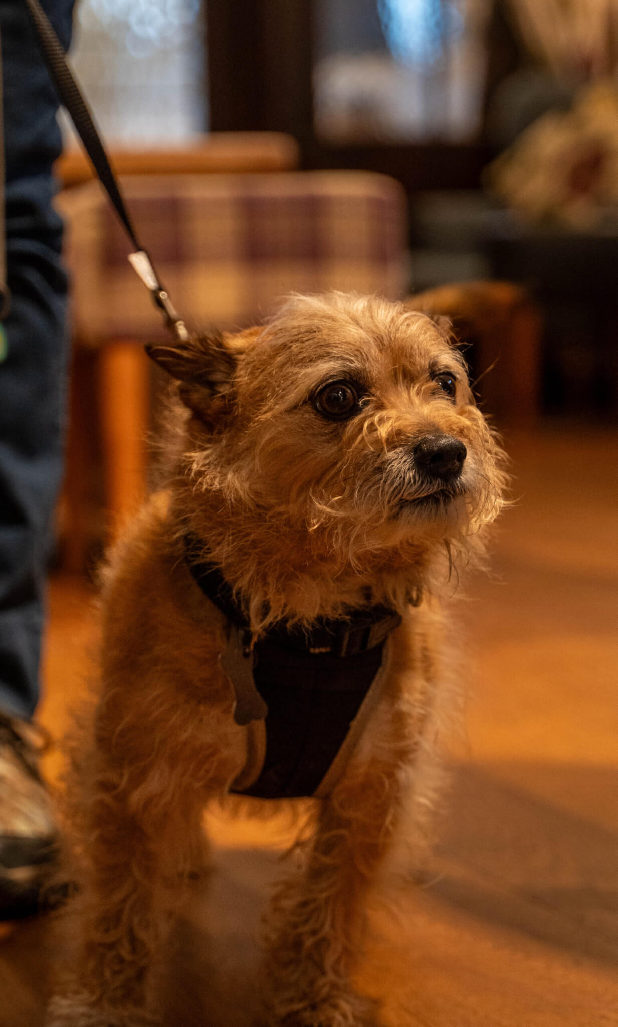 The Kings Arms Royal Hotel Godalming Pet Friendly Hotel scaled